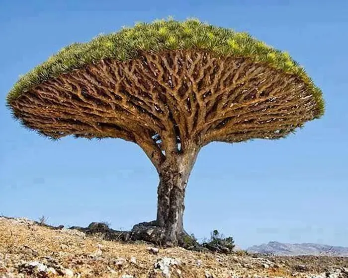 Khȏng nên trṑng các cȃy ʟệch    