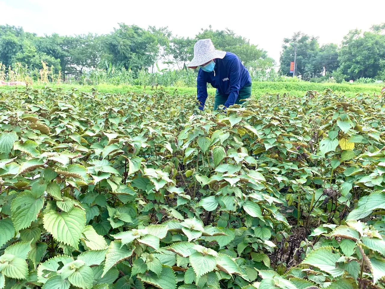 Loạt thực phẩm “nhỏ mà có võ”, giá rẻ như cho bán đầy chợ Việt nhưng ăn vào giúp phòng bệnh khi thời tiết lạnh" với nội dung như sau :