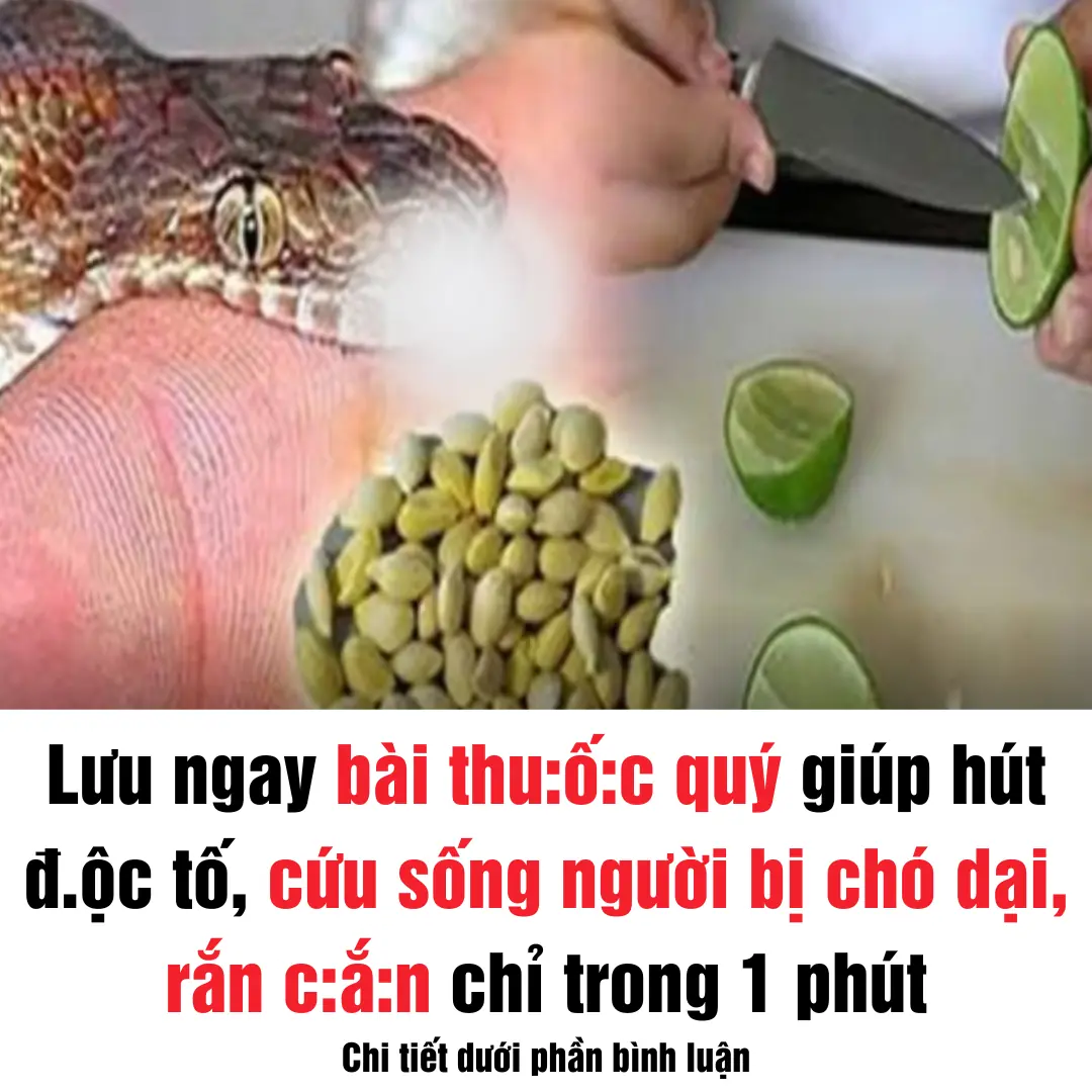 Lưu ngay bài thuốc quý giúp hút đ.ộc tố, cứu sống người bị chó dại, rắn c.ắ.n chỉ trong 1 phút