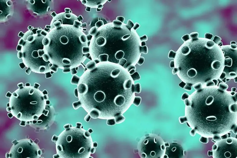 Trung Quốc phát hiện virus mới ở dơi có thể lây sang người giống Covid-19