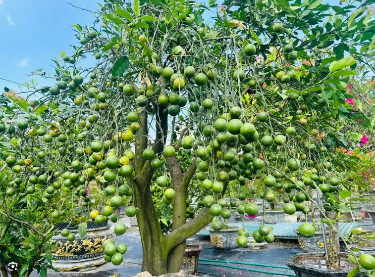 Cách trồng chanh trong chậu cho quả sai trĩu trịt, cả nhà ăn quanh năm không xuể