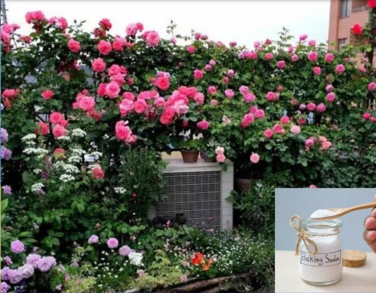 Loại bột thường có trong bếp này, chỉ cần rắc 1 chút lên cây cảnh, nụ ra chi chít, hoa nở đầy vườn