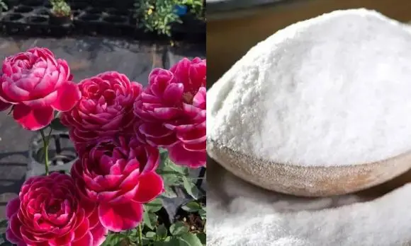 Loại bột thường có trong bếp này, chỉ cần rắc 1 chút lên cây cảnh, nụ ra chi chít, hoa nở đầy vườn