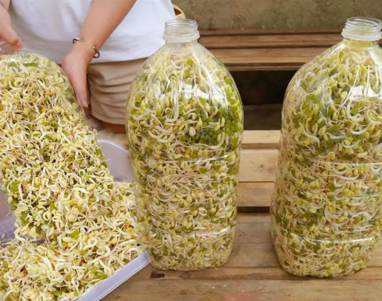 Cách làm giá đỗ bằng chai nhựa nhanh chóng, đơn giản, 3 ngày là có ăn