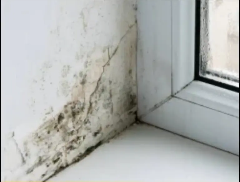 Mẹo xử lý tường nhà mốc lở, bong tróc: Đơn giản không tốn tiền, nhà nào cũng làm được