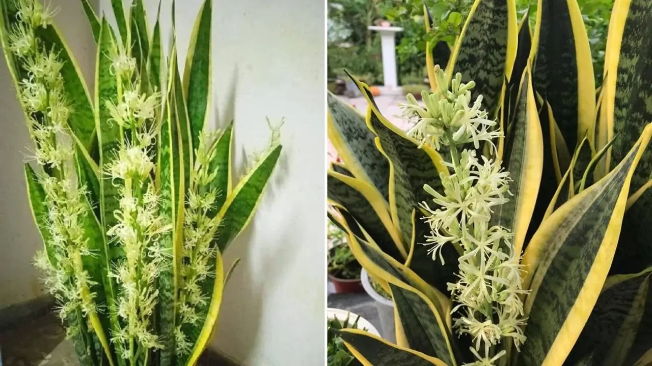 5 mẹo trồng cây lưỡi hổ ra hoa, lá xanh mướt