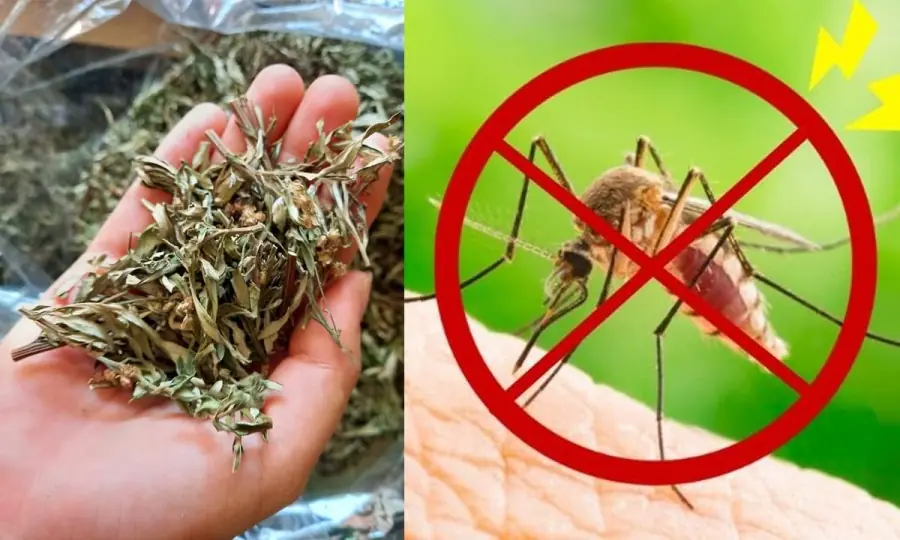 Loại lá mọc đầy ruộng hoang, đặt một nắm ở đầu giường là đuổi hết muỗi, yên tâm mà ngủ