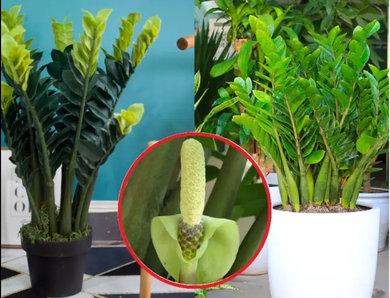 Cây Kim Tiền đón lộc thần Tài: Muốn cây xanh mơn mởn, bật chồi trổ hoa cứ làm cách này